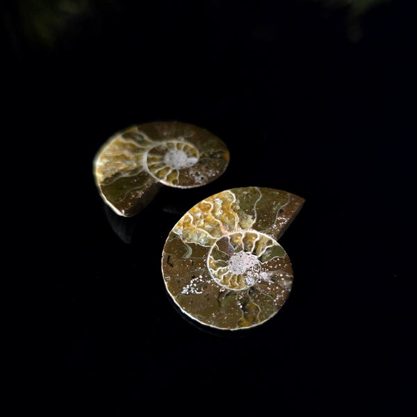 Ammonite Fossil Pair - Crystal Visions Store