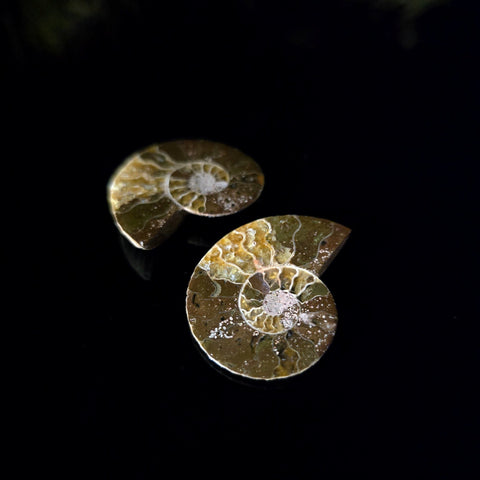Ammonite Fossil Pair - Crystal Visions Store
