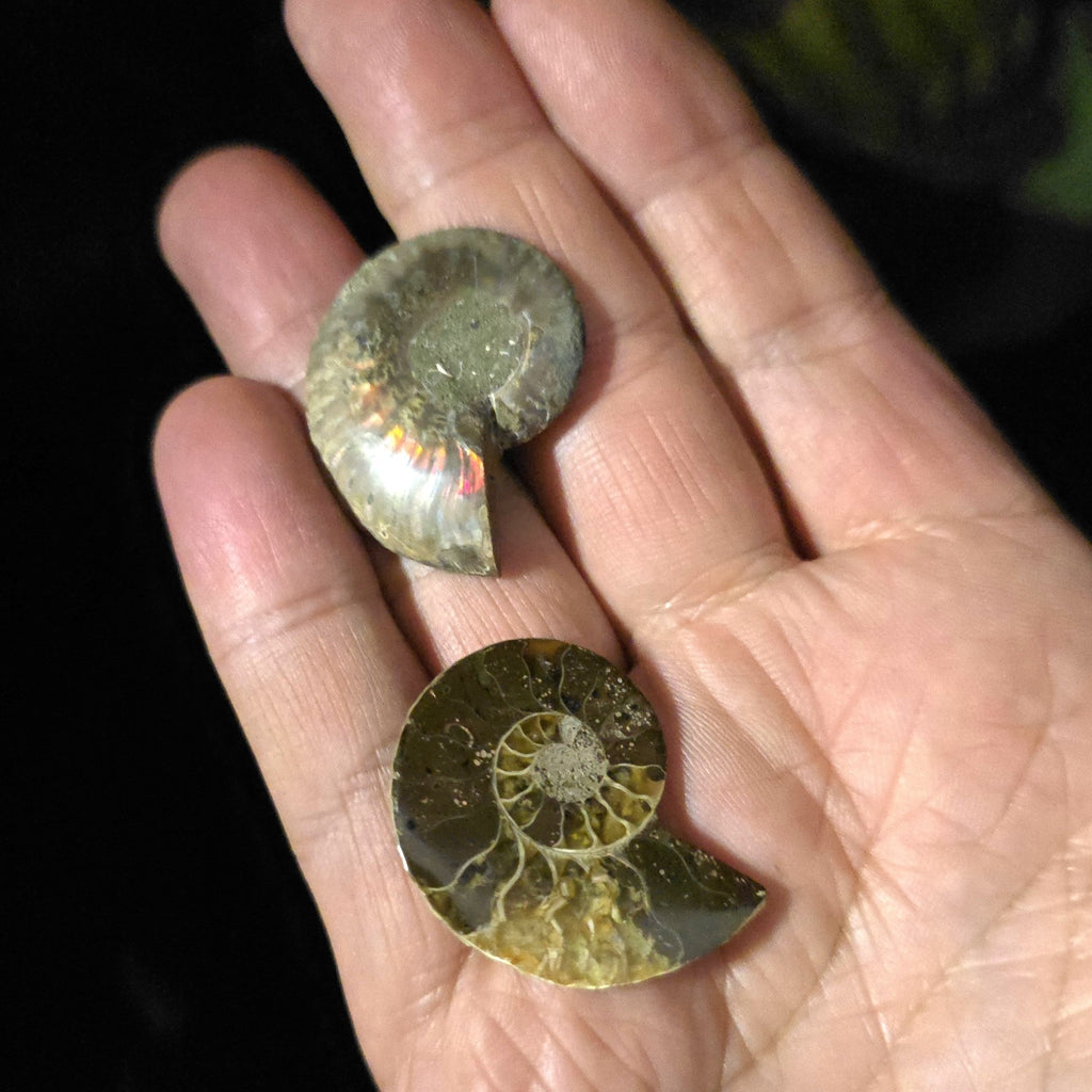 Ammonite Fossil Pair - Crystal Visions Store