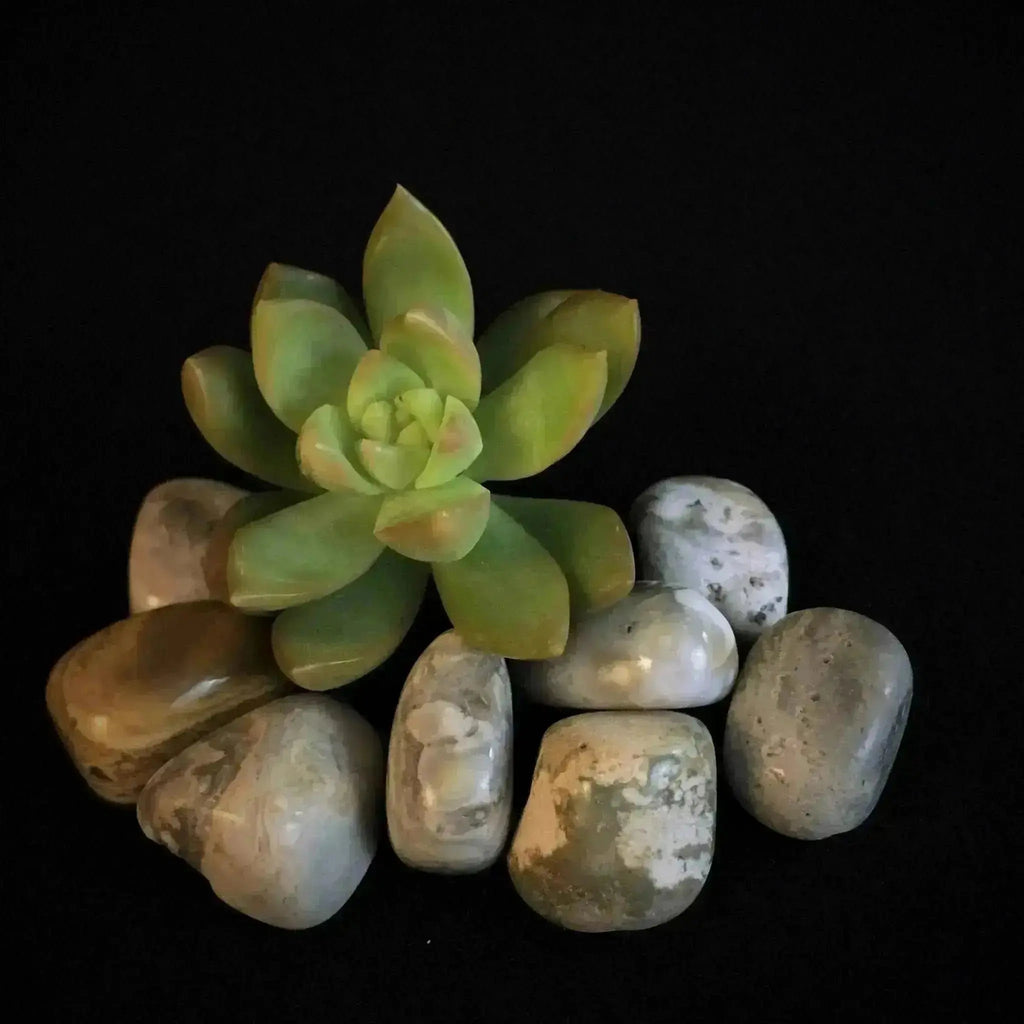 Ocean Jasper Tumble Stones - Crystal Visions Store