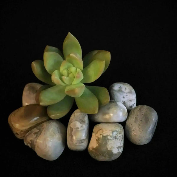 Ocean Jasper Tumble Stones