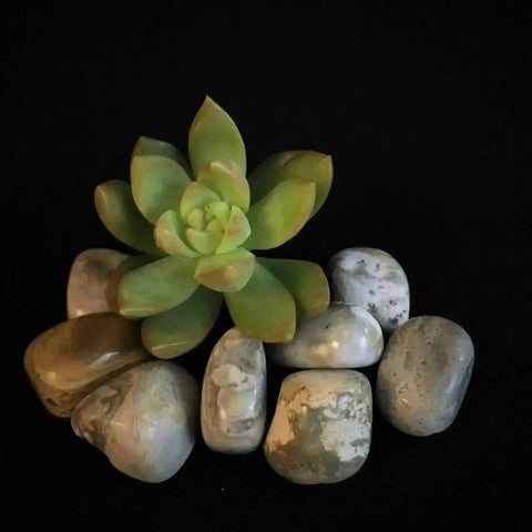 Ocean Jasper Tumble Stones - Crystal Visions Store