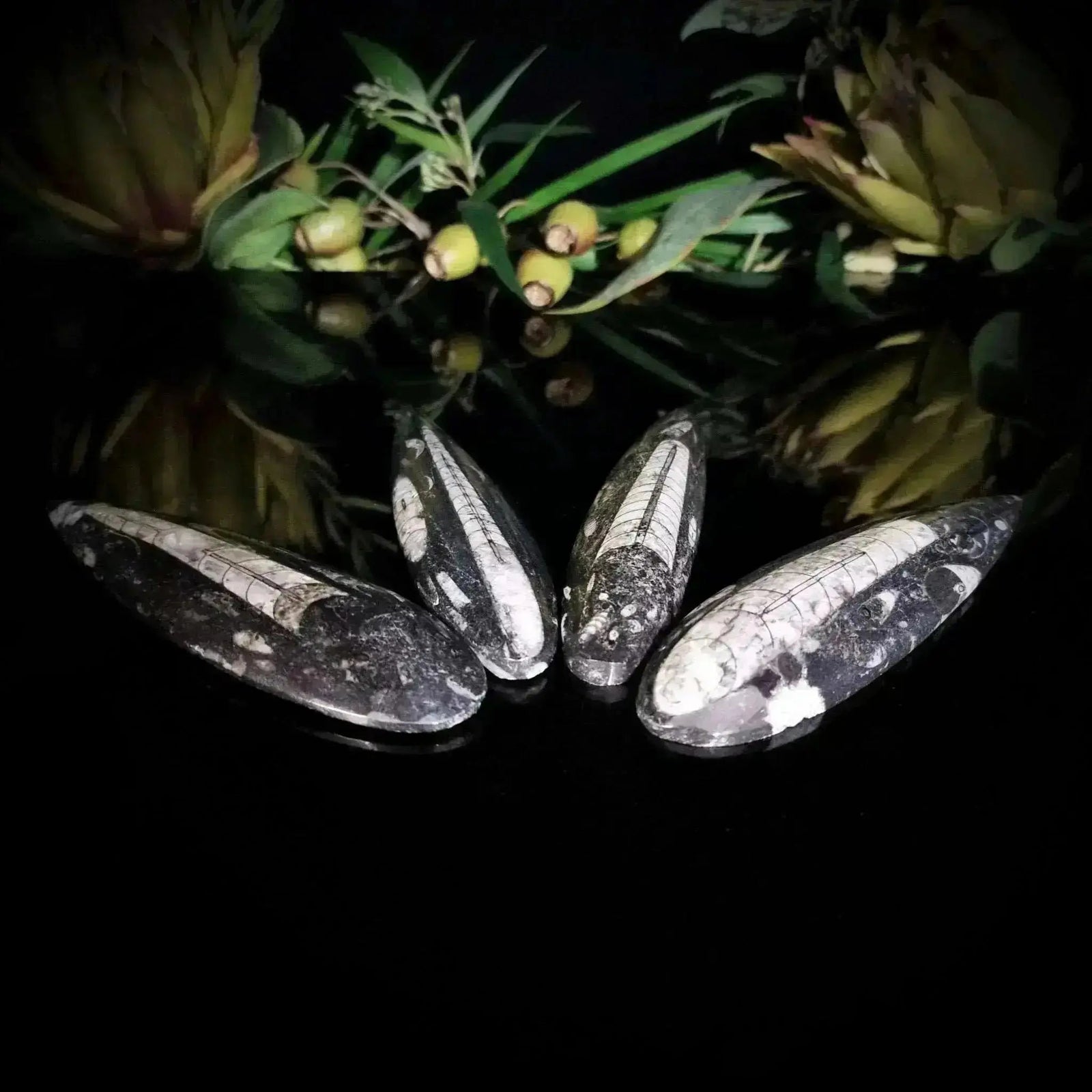 Orthoceras Surfboard - Crystal Visions Store