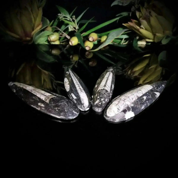 Orthoceras Surfboard - Crystal Visions Store