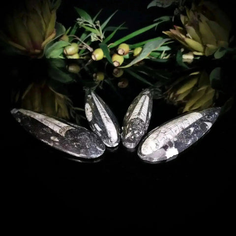 Orthoceras Surfboard - Crystal Visions Store