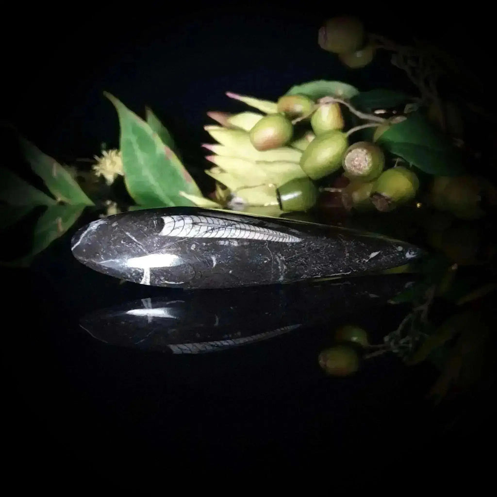 Orthoceras Surfboard - Crystal Visions Store