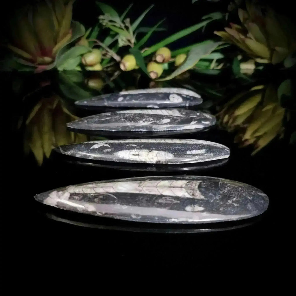 Orthoceras Surfboard - Crystal Visions Store